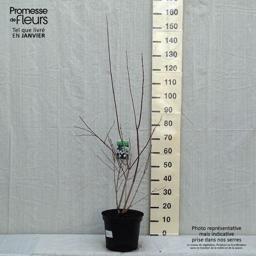 Exemplar von Pfeifenstrauch Virginal - Philadelphus Topf mit 7,5L/10L wie im Winter geliefert