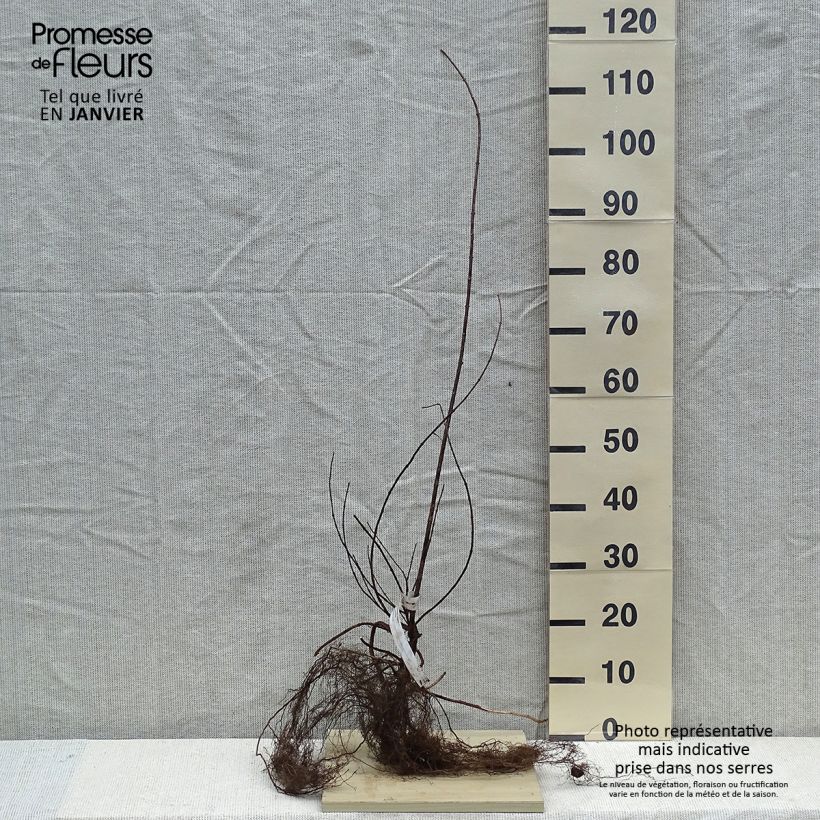 Example of Pfeifenstrauch Virginal - Philadelphus Wurzelnackt as you get in hiver