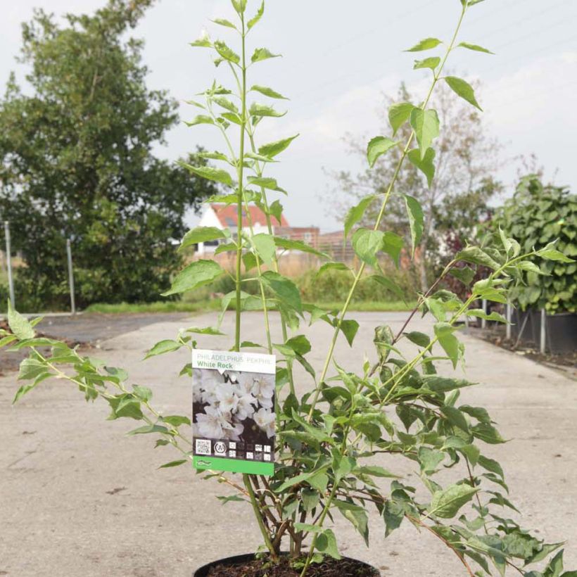 Example of Pfeifenstrauch White Rock Pekphil - Philadelphus Topf mit 4L/5L as you get