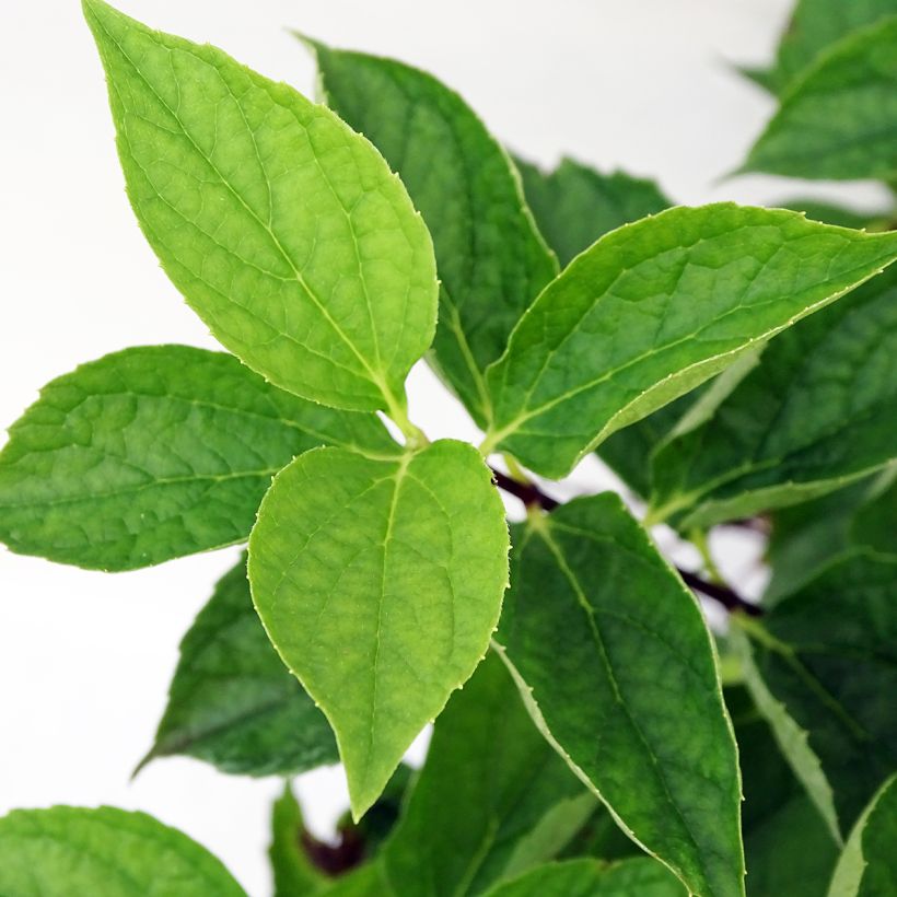 Europäischer Pfeifenstrauch - Philadelphus coronarius (Foliage)
