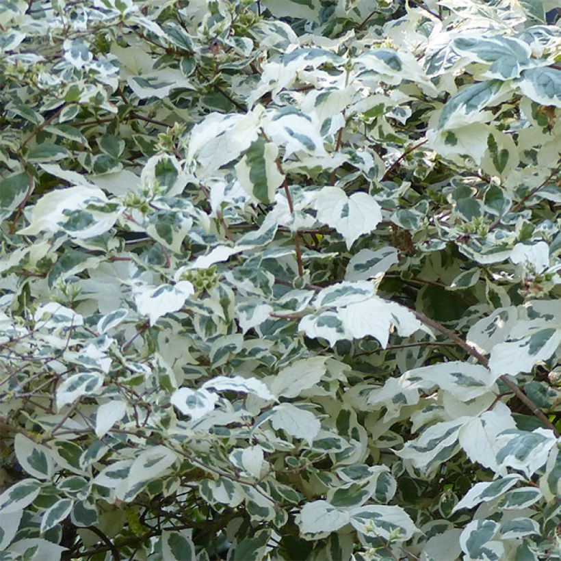 Europäischer Pfeifenstrauch Variegatus - Philadelphus coronarius (Foliage)