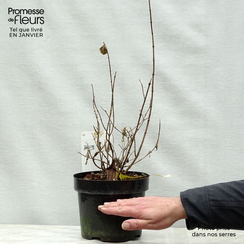 Exemplar von Europäischer Pfeifenstrauch Variegatus - Philadelphus coronarius Topf mit 3L/4L wie im Winter geliefert