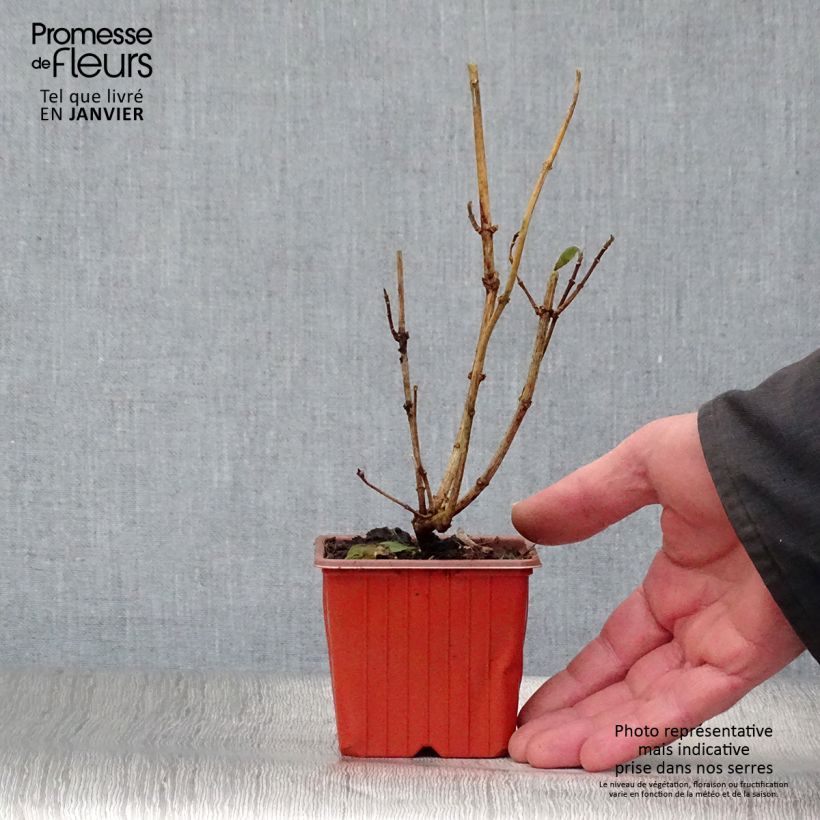 Exemplar von Europäischer Pfeifenstrauch - Philadelphus coronarius Kleine Töpfe von 8/9 cm wie im Winter geliefert