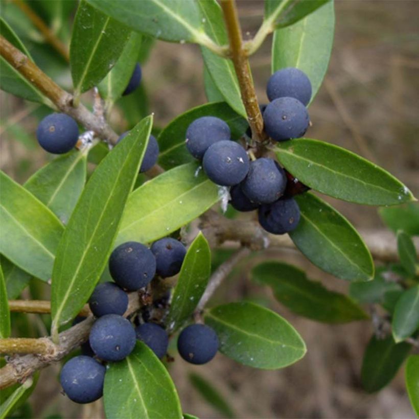 Phillyrea angustifolia (Harvest)