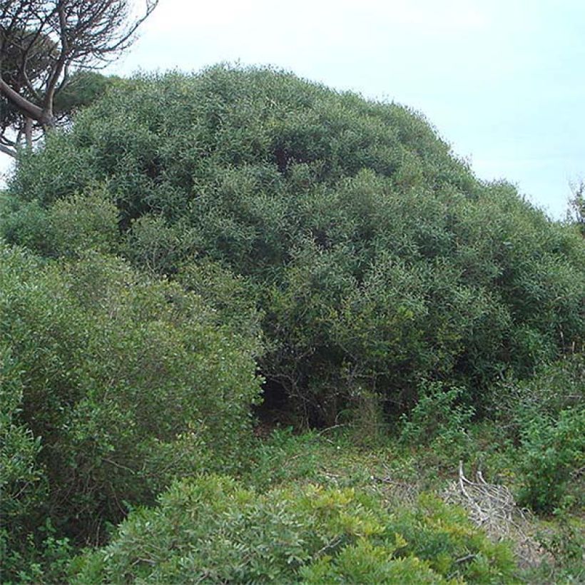 Phillyrea angustifolia (Plant habit)