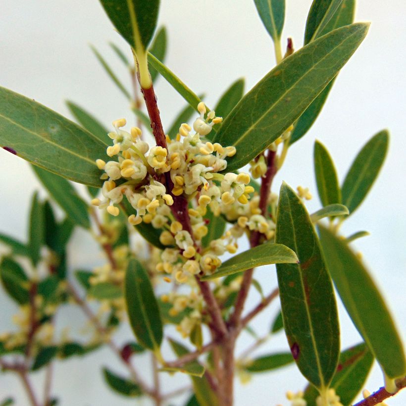 Phillyrea angustifolia (Flowering)