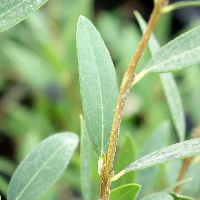 Phillyrea angustifolia Green Up (Foliage)