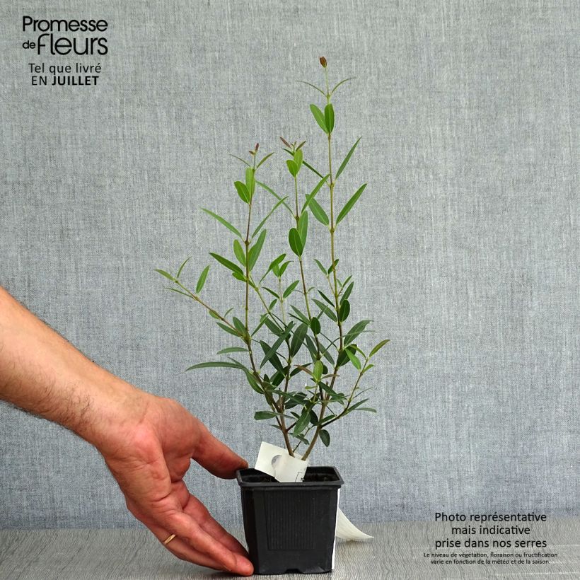 Example of Phillyrea Rosmarinifolia Kleine Töpfe von 8/9 cm as you get in ete