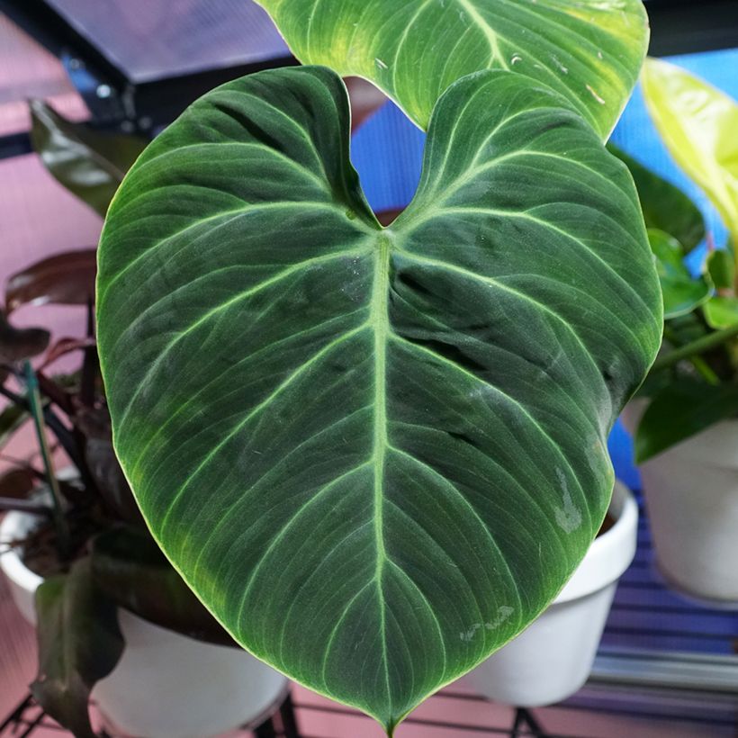 Philodendron El Choco Red (Foliage)