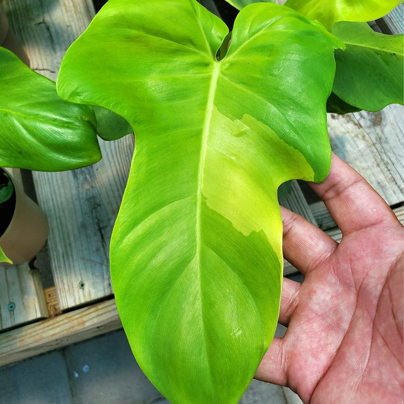 Philodendron Golden Violin (Foliage)