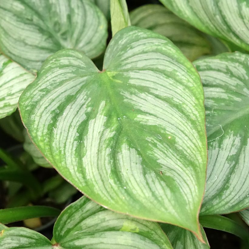 Philodendron McDowell (Foliage)