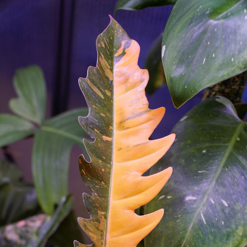 Philodendron Narrow Ring of Fire (Foliage)