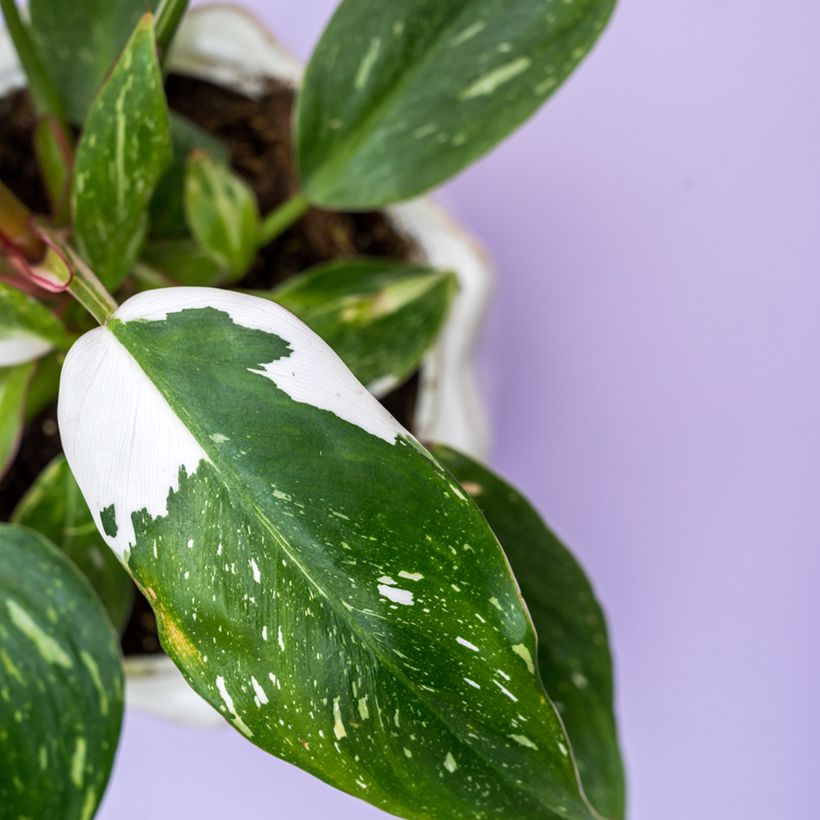 Philodendron White Wizard (Foliage)