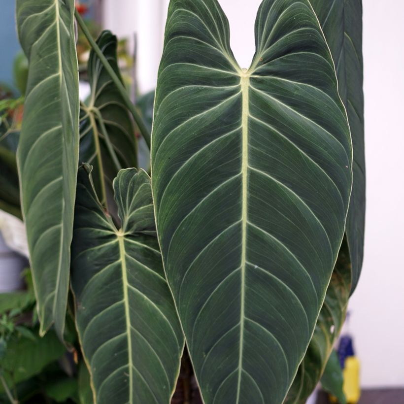 Philodendron melanochrysum (Foliage)