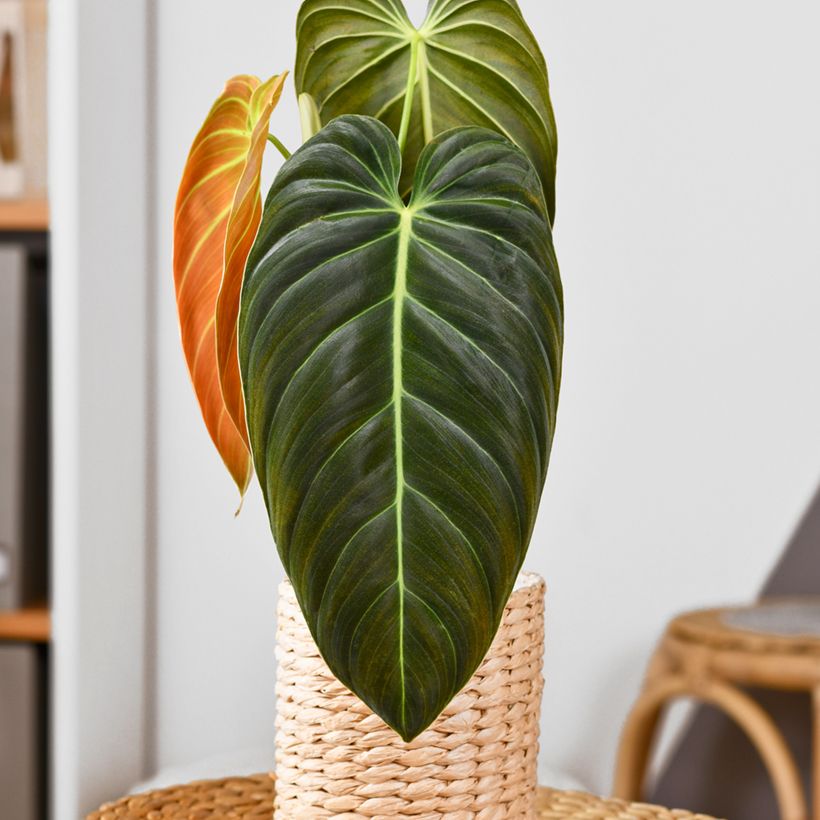 Philodendron melanochrysum (Plant habit)