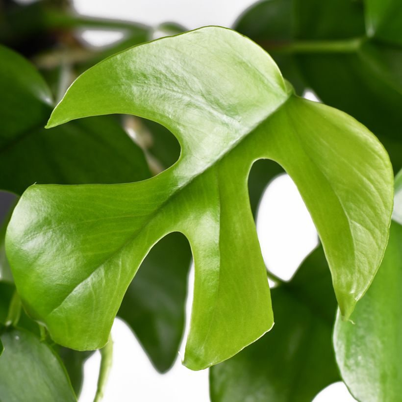 Philodendron Minima - Monstera minima (Foliage)