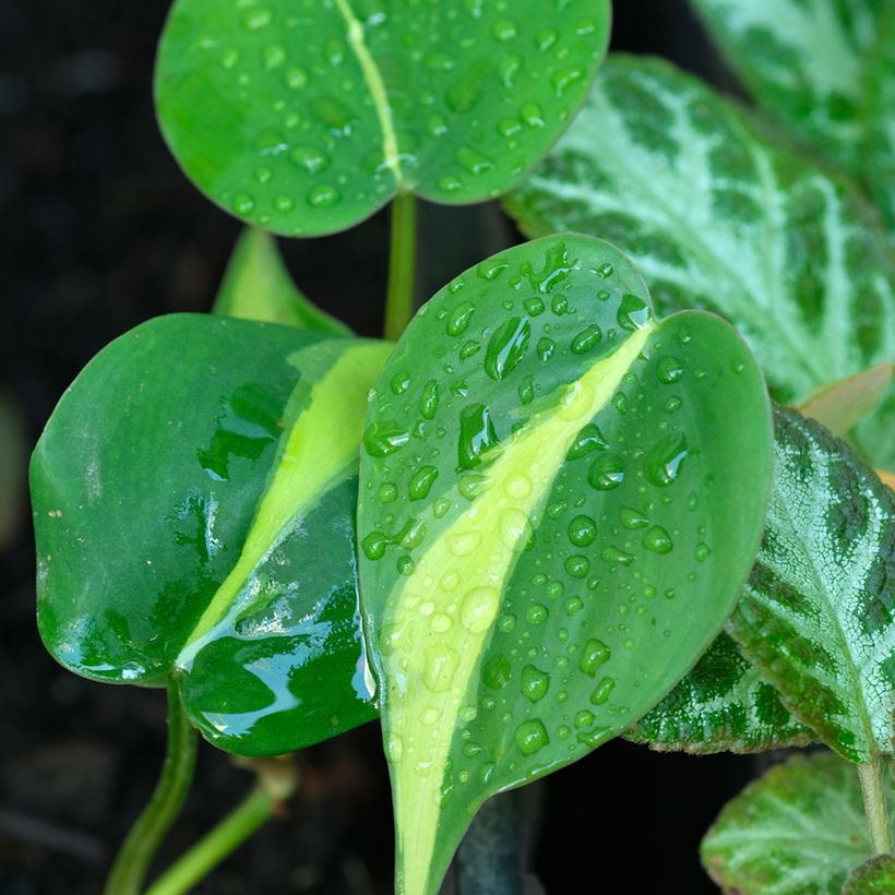 Philodendron scandens Brasil - Kletternder Philodendron (Foliage)