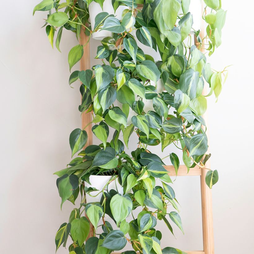 Philodendron scandens Brasil - Kletternder Philodendron (Plant habit)