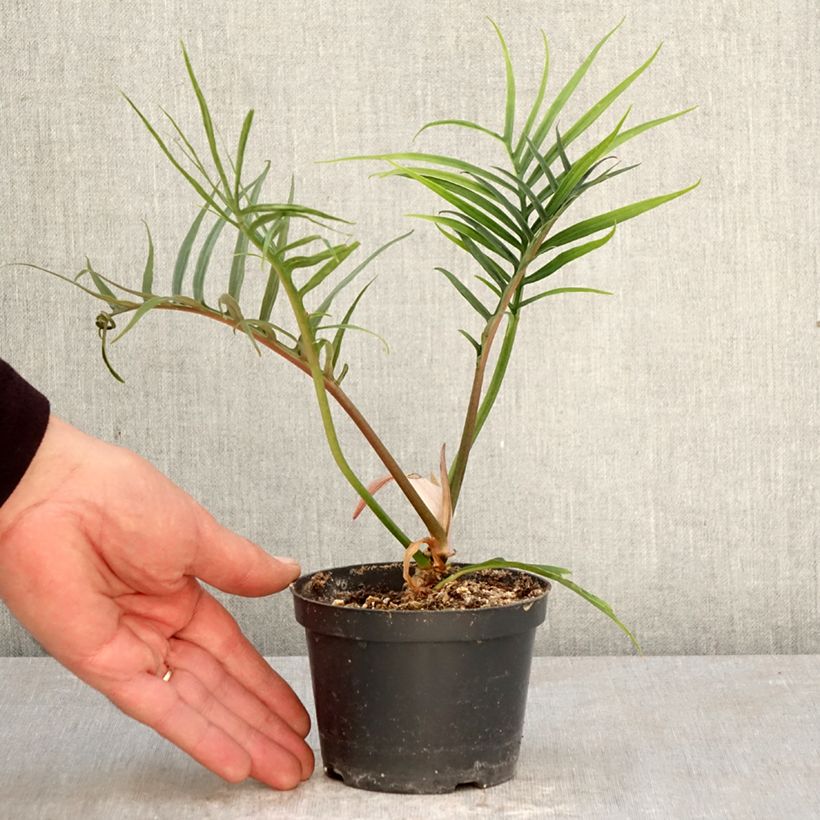 Exemplar von Philodendron tortum Topf 12 cm / 13 cm wie im Frühjahr geliefert
