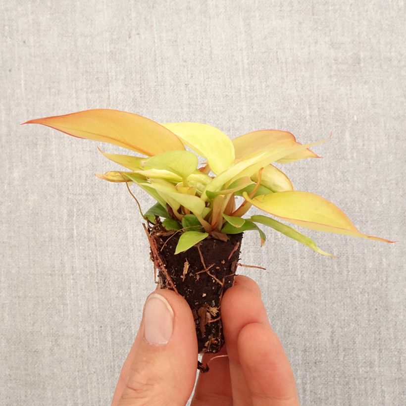 Exemplar von Philodendron Prince of Orange Mini-plante wie im Frühjahr geliefert