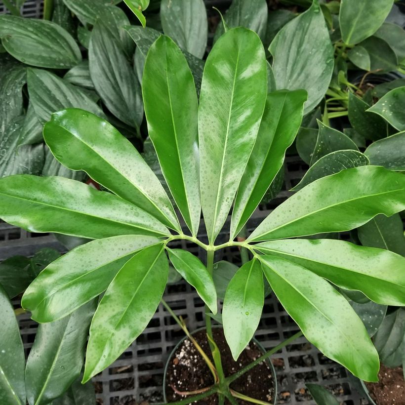 Philodendron goeldii - Baumfreund (Laub)