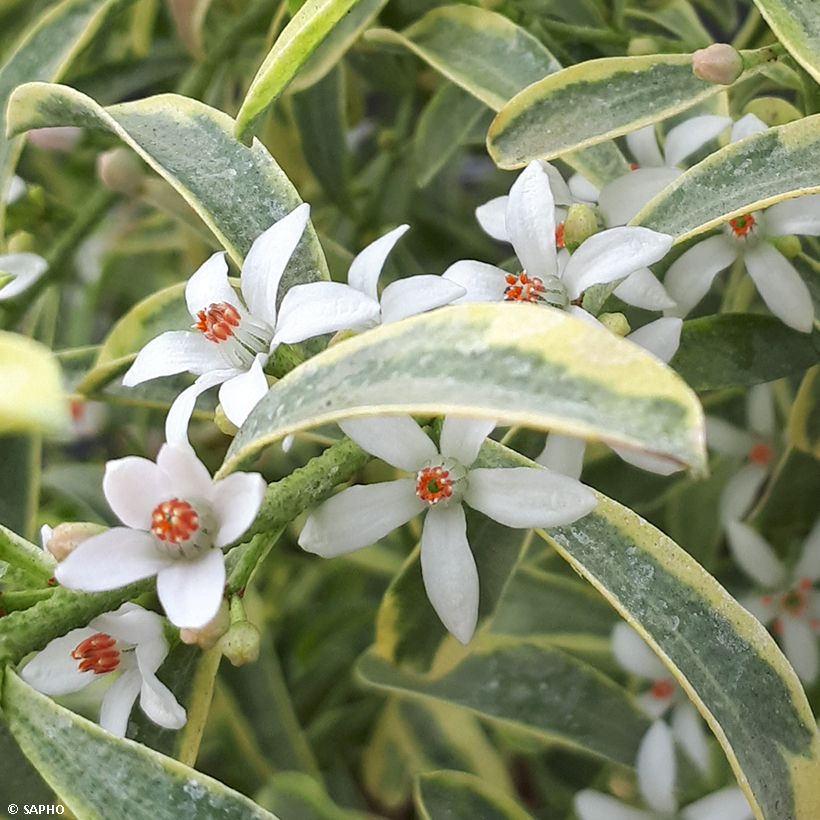 Eriostemon myoporoides Gold Touch - Langblättrige Wachsblume (Flowering)
