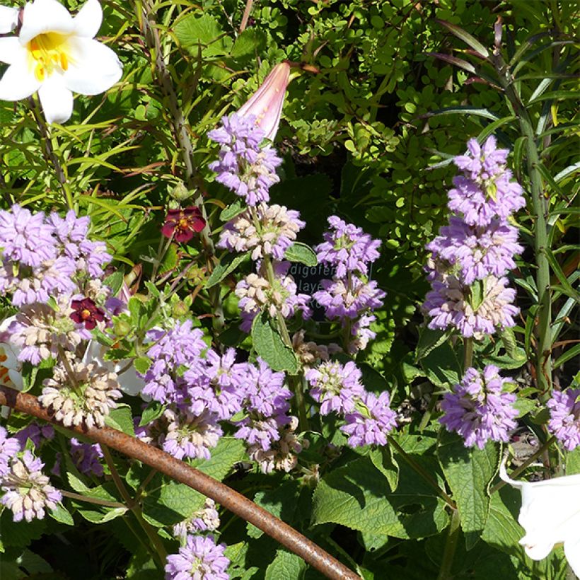Phlomis cashmeriana - Brandkraut (Flowering)