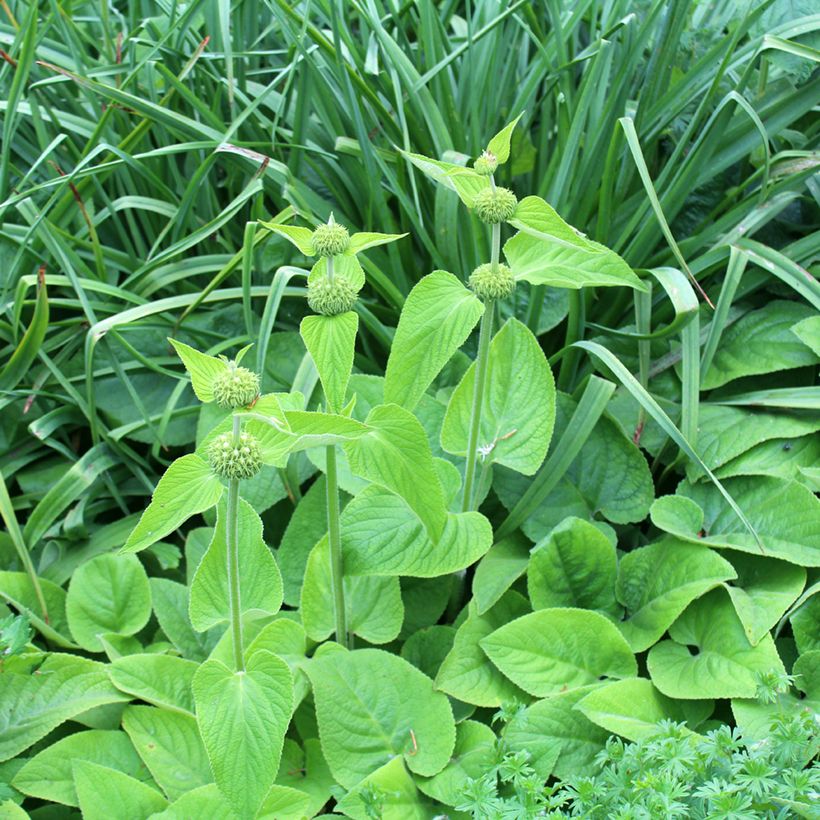 Phlomis russeliana - Syrisches Brandkraut (Plant habit)