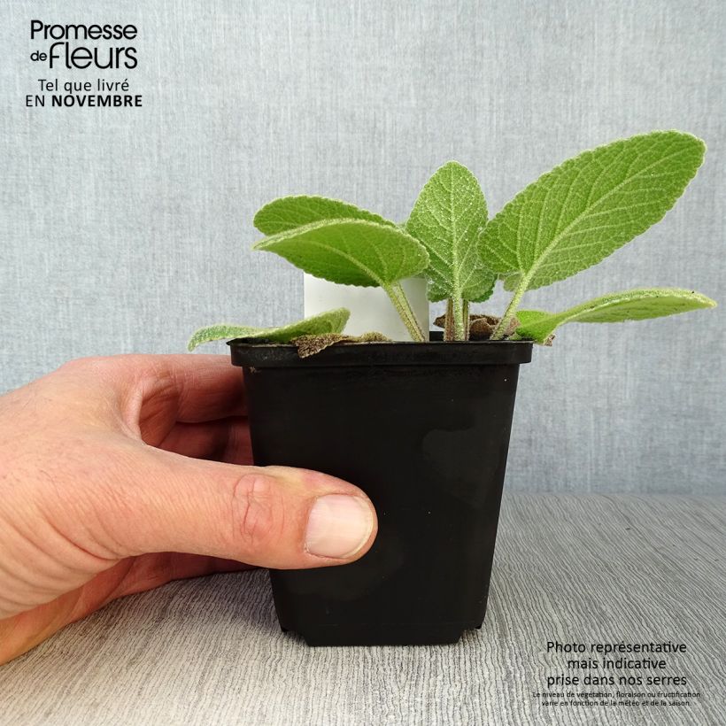Example of Phlomis russeliana - Syrisches Brandkraut Kleine Töpfe von 8/9 cm as you get in automne
