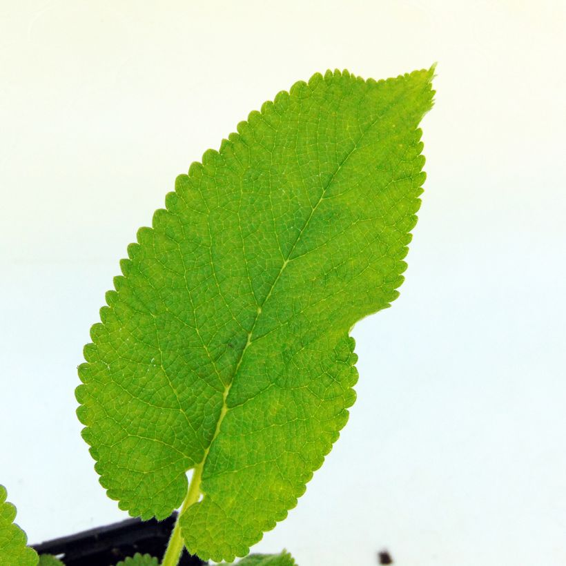 Phlomis cashmeriana - Brandkraut (Foliage)