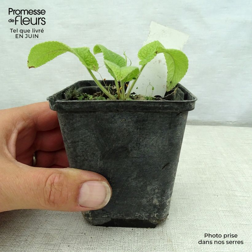 Example of Phlomis cashmeriana - Brandkraut Kleine Töpfe von 8/9 cm as you get in ete