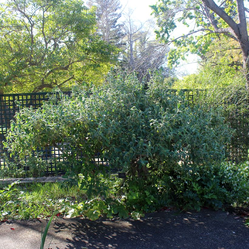 Phlomis fruticosa - Strauchiges Brandkraut (Plant habit)