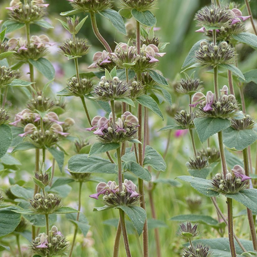 Phlomis samia - Samos-Brandkraut (Flowering)