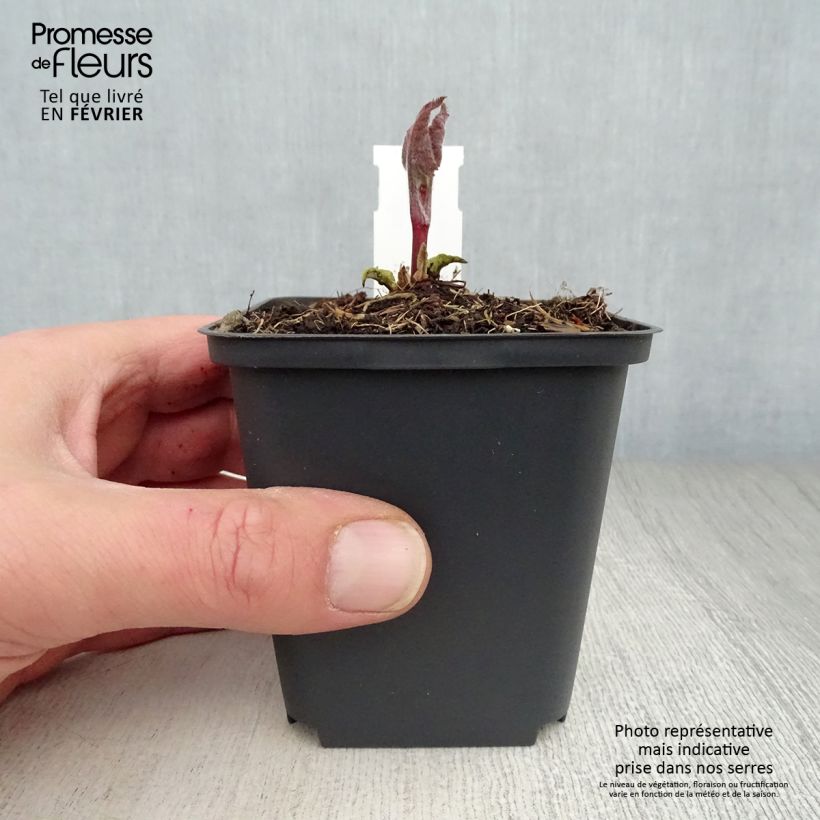 Exemplar von Phlomis tuberosa Amazone - Knollen-Brandkraut Kleine Töpfe von 8/9 cm wie im Winter geliefert