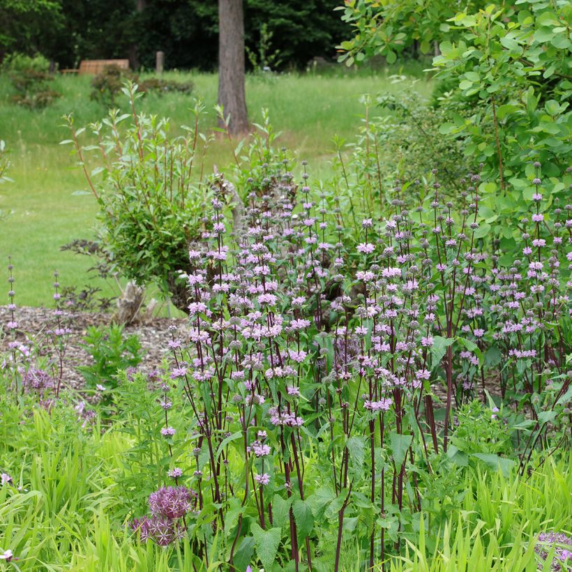 Phlomis tuberosa Amazone - Knollen-Brandkraut (Plant habit)