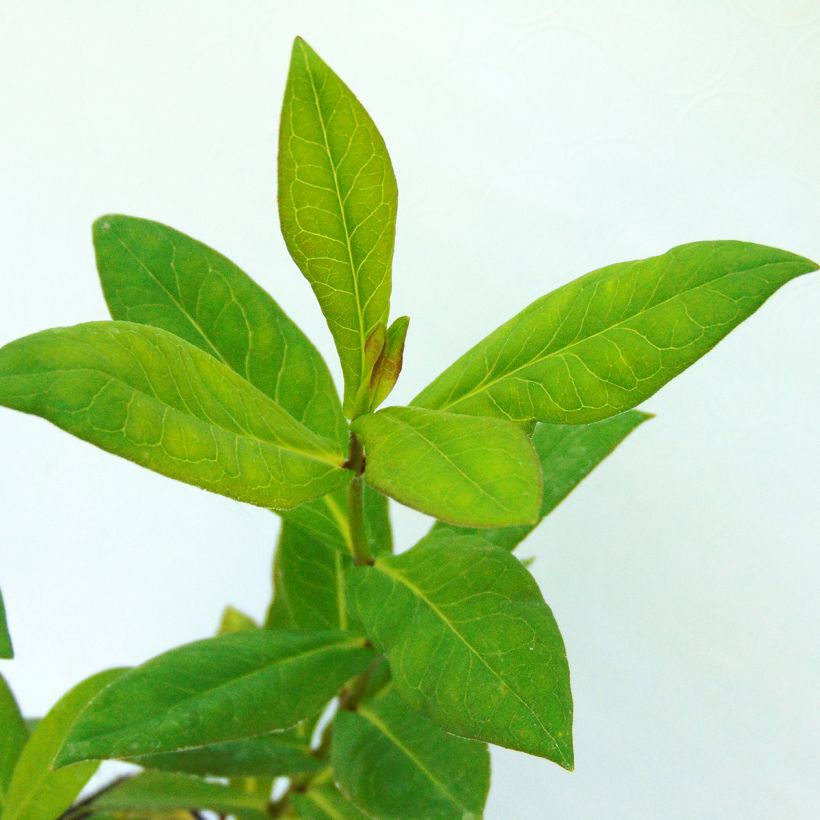 Hohe Flammenblume Bambini Candy Crush - Phlox paniculata (Foliage)