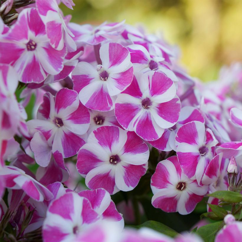 Hohe Flammenblume Bambini Candy Crush - Phlox paniculata (Flowering)