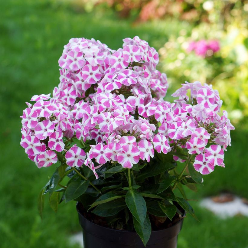 Hohe Flammenblume Bambini Candy Crush - Phlox paniculata (Plant habit)