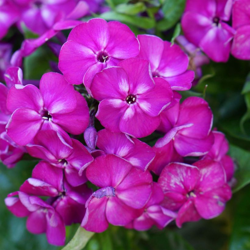 Hohe Flammenblume Bambini Desire - Phlox paniculata (Flowering)
