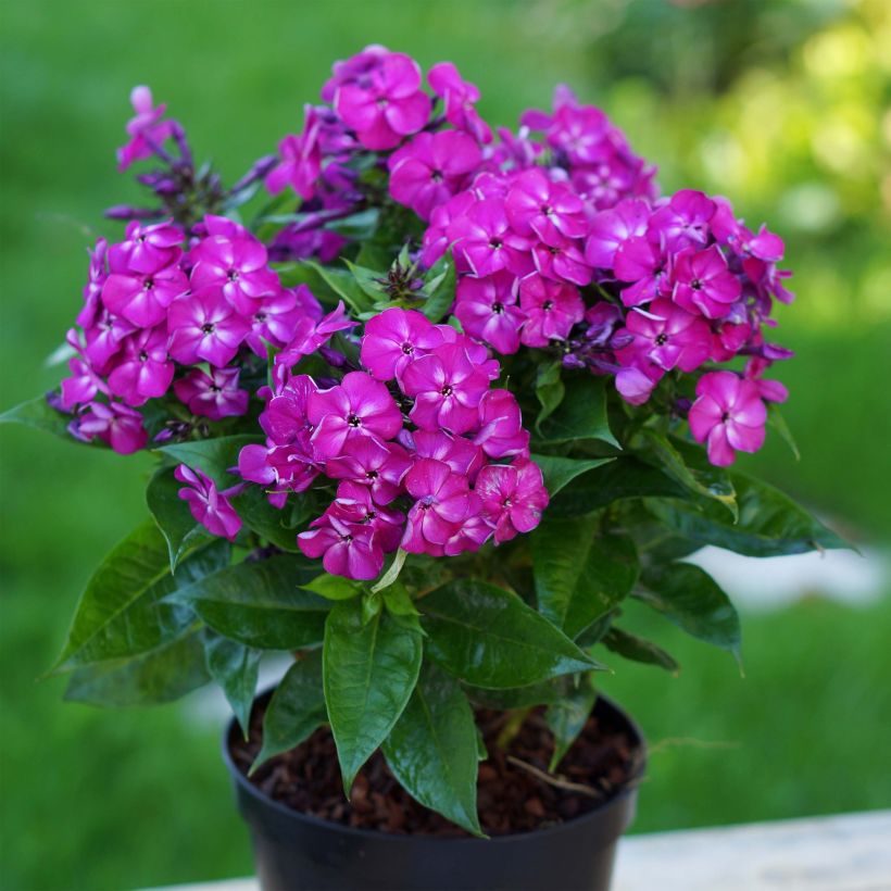 Hohe Flammenblume Bambini Desire - Phlox paniculata (Plant habit)