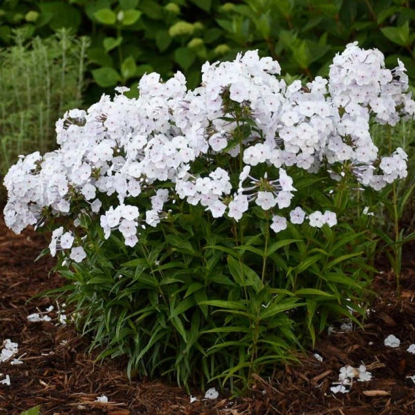 Hohe Flammenblume Fashionably Early Crystal - Phlox paniculata (Plant habit)