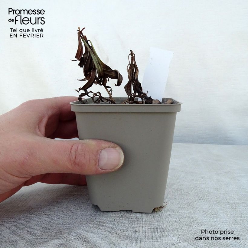 Exemplar von Hohe Flammenblume Fashionably Early Crystal - Phlox paniculata Kleine Töpfe von 8/9 cm wie im Winter geliefert