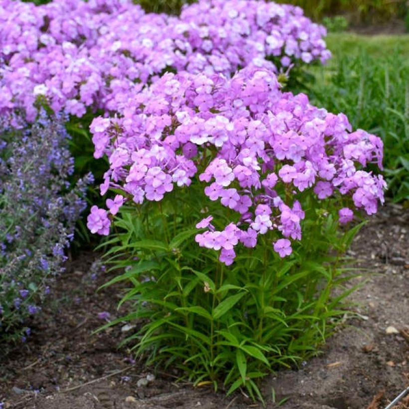 Hohe Flammenblume Fashionably Early Flamingo - Phlox paniculata (Plant habit)