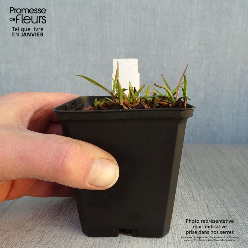 Exemplar von Hohe Flammenblume Fashionably Early Flamingo - Phlox paniculata Kleine Töpfe von 8/9 cm wie im Winter geliefert