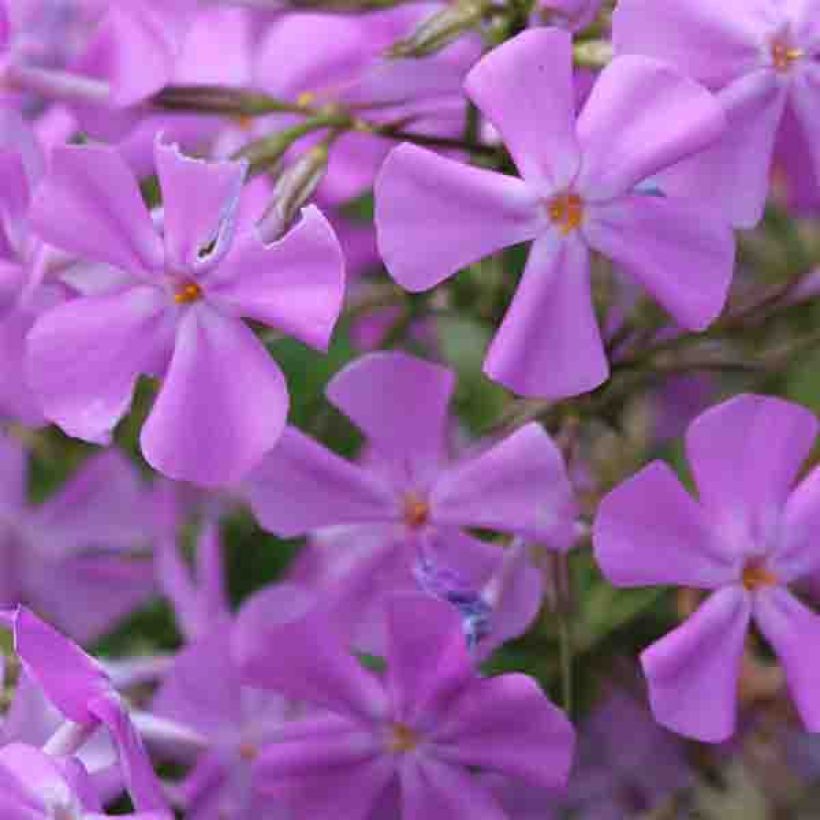 Wiesen-Flammenblume Bill Baker - Phlox carolina (Flowering)