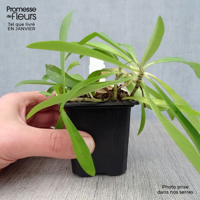 Exemplar von Wiesen-Flammenblume Bill Baker - Phlox carolina Kleine Töpfe von 8/9 cm wie im Winter geliefert