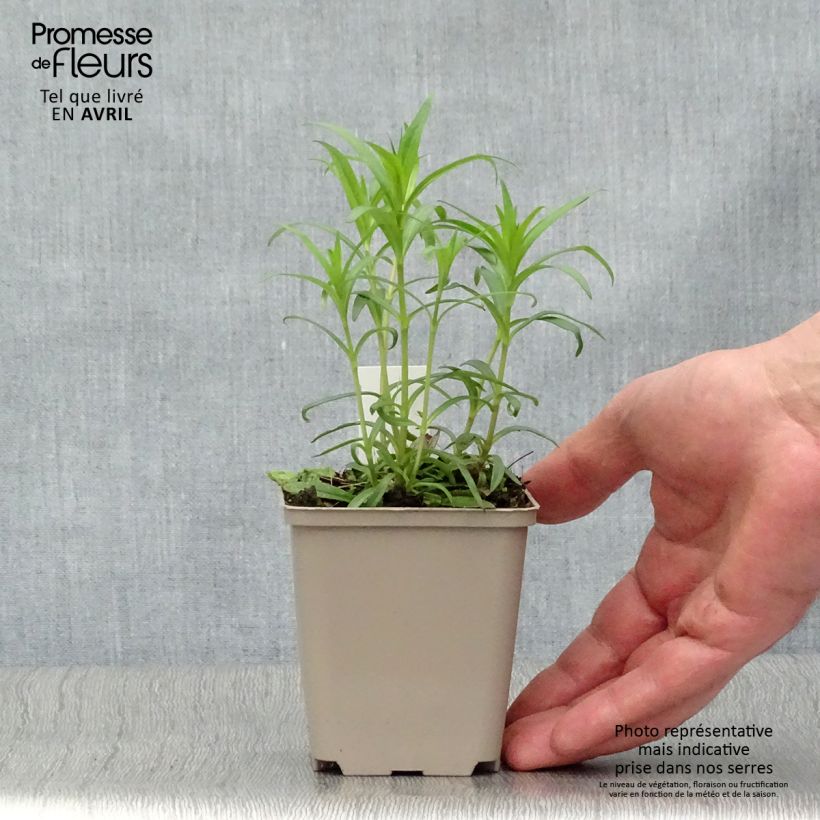 Exemplar von Wiesen-Flammenblume Bill Baker - Phlox carolina Kleine Töpfe von 8/9 cm wie im Frühjahr geliefert