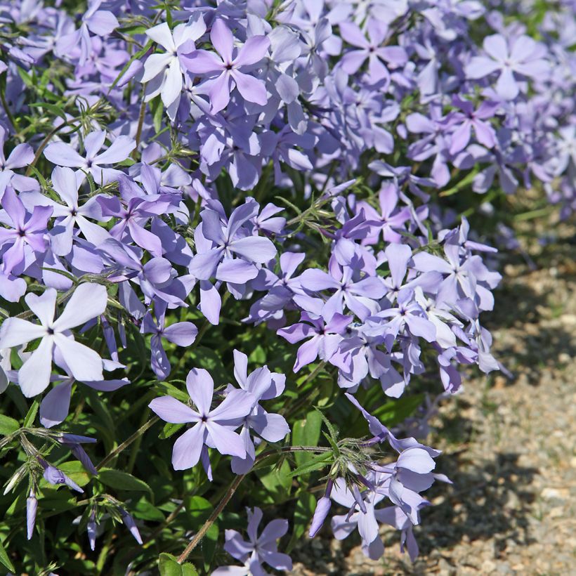 Wald-Phlox Clouds of Perfume - Phlox divaricata (Plant habit)