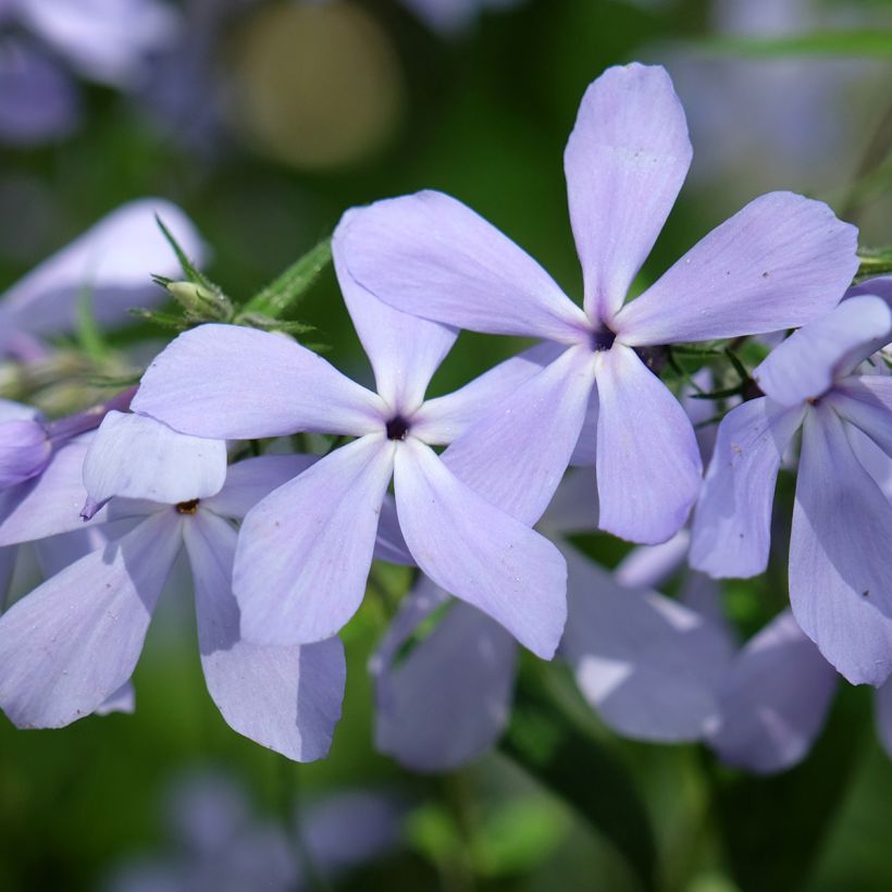 Wald-Phlox Clouds of Perfume - Phlox divaricata (Flowering)