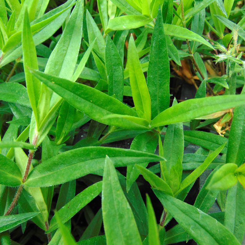 Wald-Phlox Chattahoochee - Phlox divaricata (Foliage)